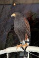 Pferd_Jagd   015